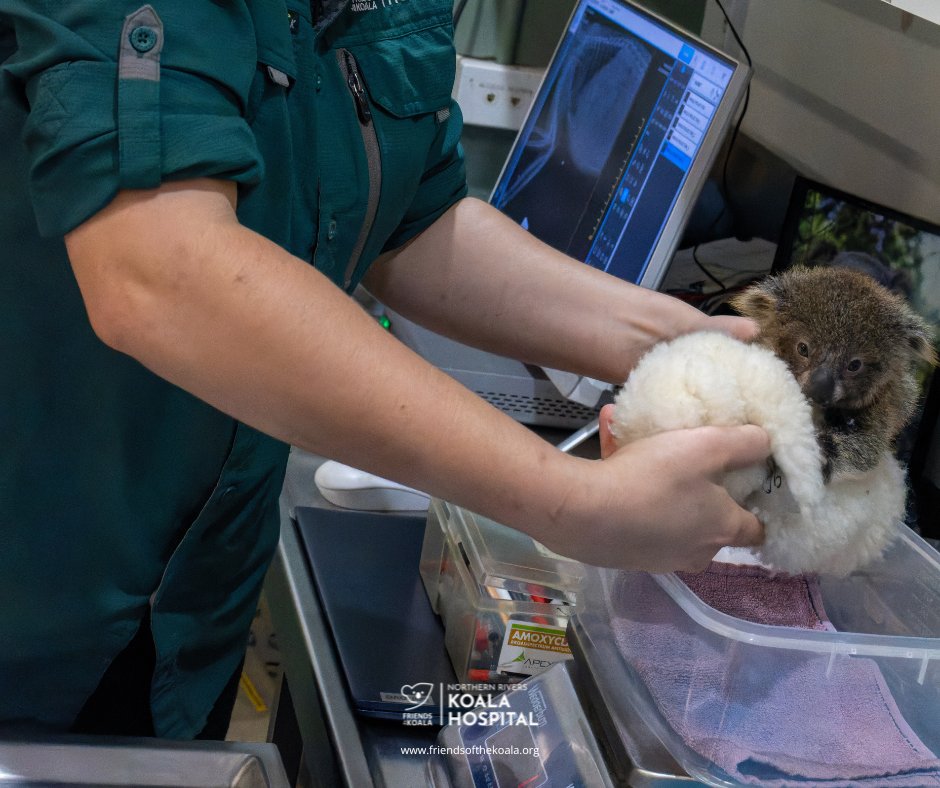 Friends_Koala's tweet image. 💛 Maze came into care with her joey Cob. Sadly, Maze had severe spinal trauma and we had to let her go peacefully. 🌿
Cob, just 6 months old, is safe with our experienced carer Renata and doing well so far.
We’re holding hope for little Cob. 🐨💚
#koala #joey