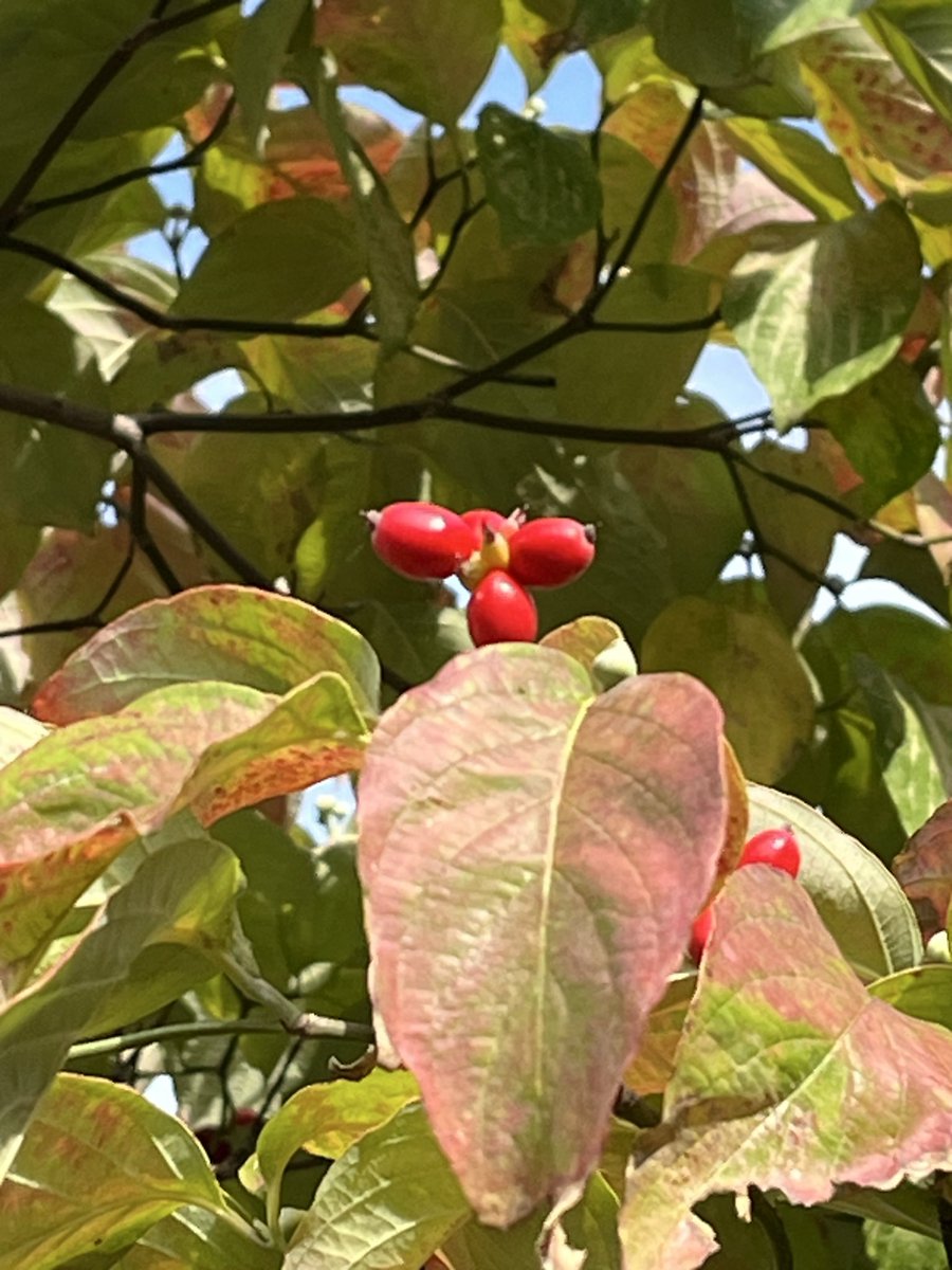 🎂カミママ🎉 on X