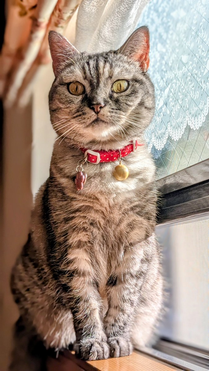 猫さん ZX (Core) - Super73 Electric Bike - Last Mile SF & Marin