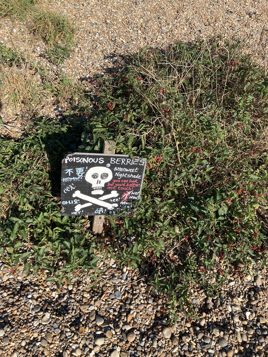 Poisonous berries! Bittersweet nightshade behind #Dunwich Beach.