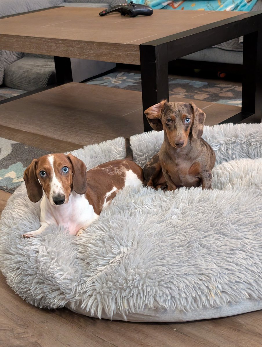 GingaXo's tweet photo. If @fortnite doesn't add a dachshund to the companions list, I'ma be hella upset. My weenies need representation! https://t.co/brxhGUmnXu