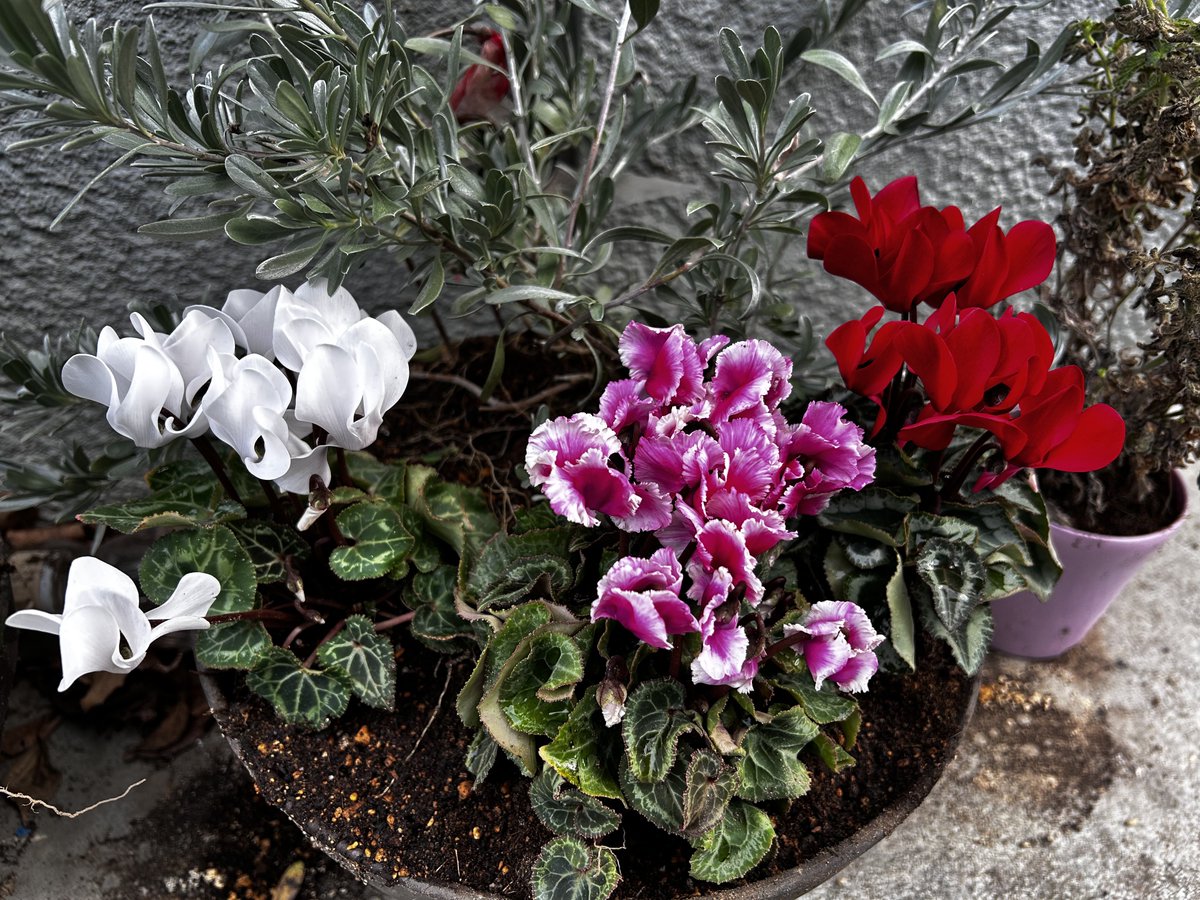 ひろりん🙃🙂 on X