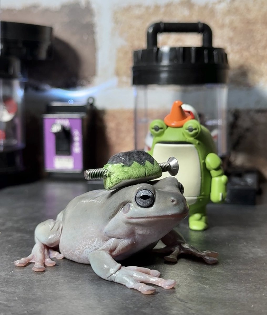 ピョン吉と一般人 (@piyonkichi_huma) / Posts / X