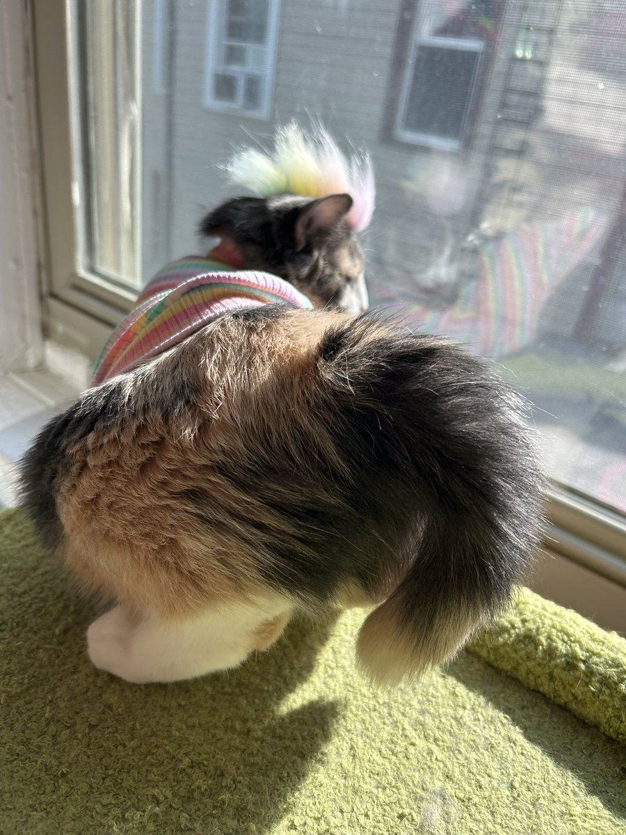 oreoeocat's tweet image. Had to post these tail pose photos separately