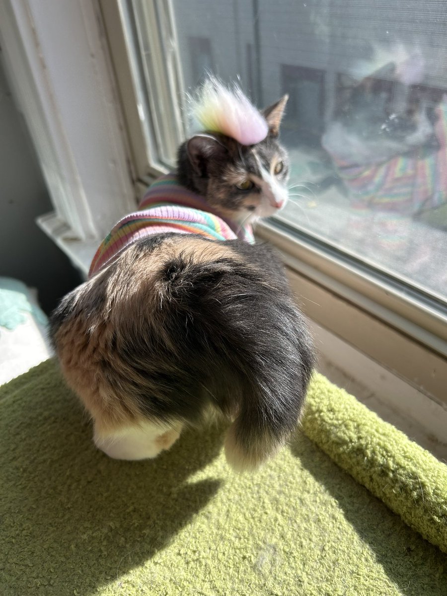 oreoeocat's tweet image. Had to post these tail pose photos separately