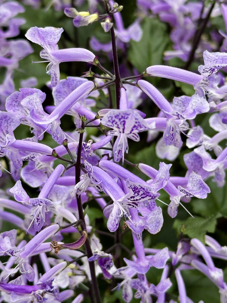 Cloudsailor / 星羅の一日一花 (@sjyszm) / Posts / X