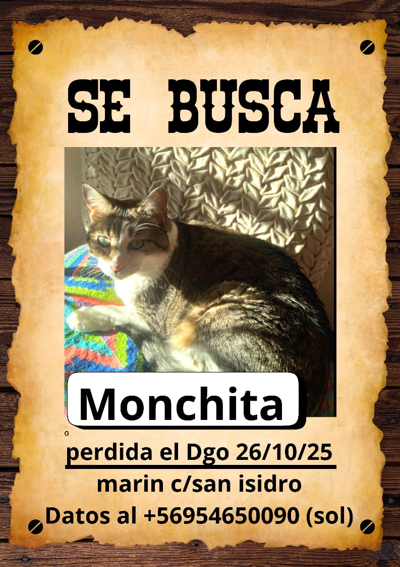 MarciaArroyoV's tweet photo. Gatita perdida. Santiago Centro. https://t.co/zEZbZga7rv