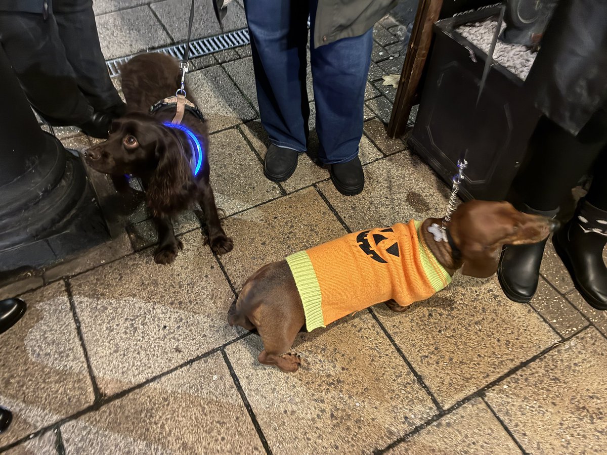 Sweep &amp; Haribo who joined the #Halloween <a href="/DGhostwalk/">DorchesterGhostwalk</a> for the scheduled walk of 2025. It was another good year with lots of enjoyable strolls. I met many lovely people &amp; #Dogs &amp; look forward to doing it all again next year. Although I am still booked for some private groups.