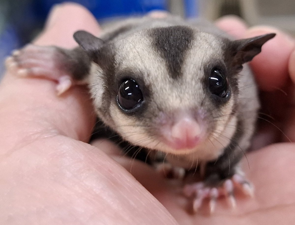 torazoukun99's tweet image. おはようございます☀️
本日のベビー🍼
クラシック......
#roundface