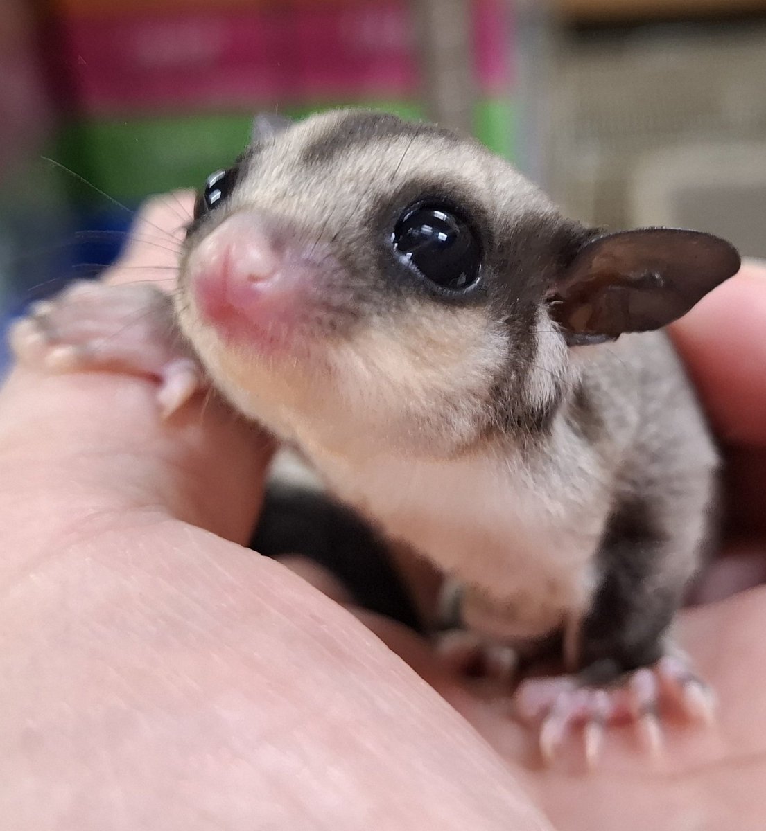 torazoukun99's tweet image. おはようございます☀️
本日のベビー🍼
クラシック......
#roundface