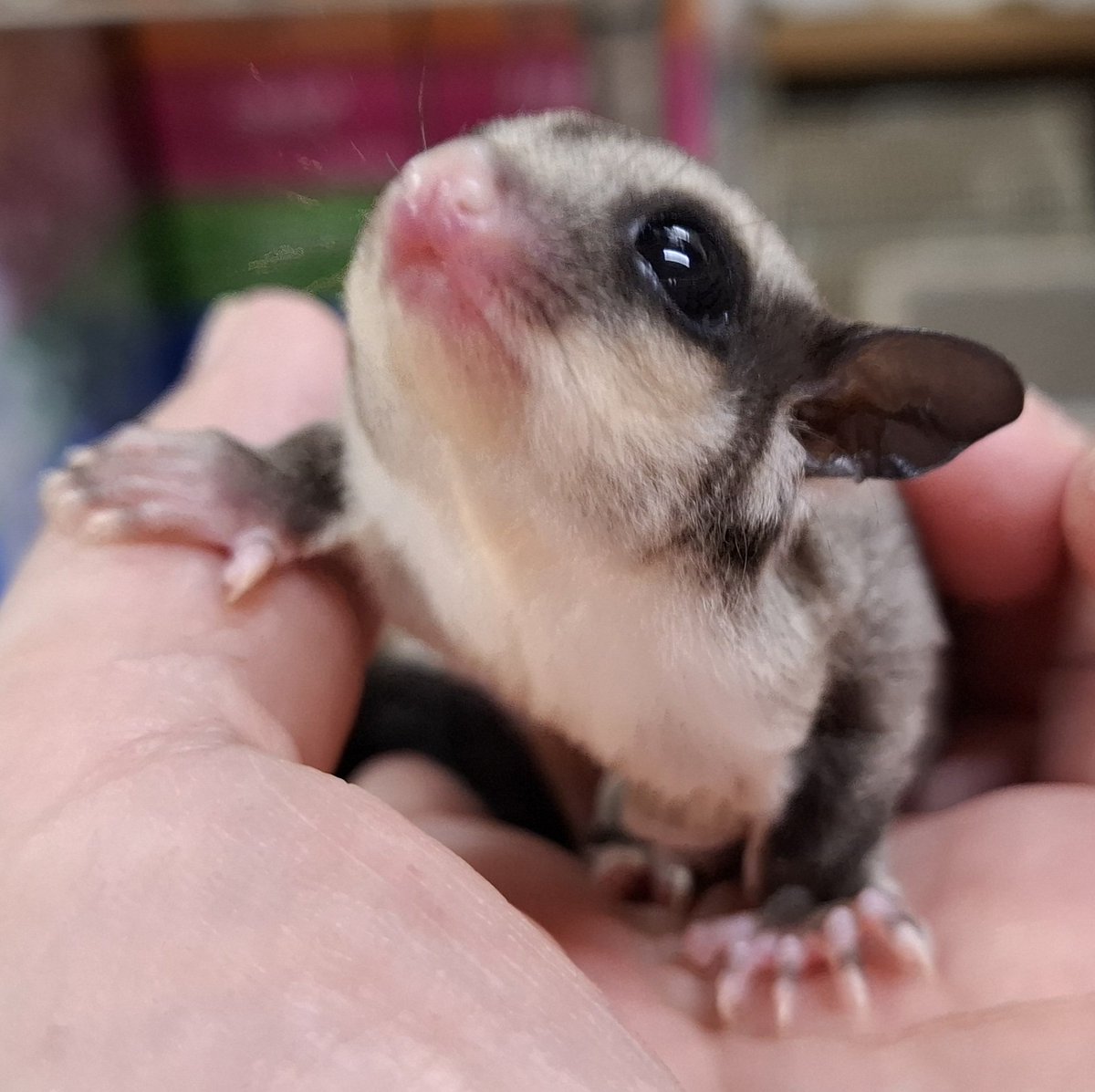 torazoukun99's tweet image. おはようございます☀️
本日のベビー🍼
クラシック......
#roundface