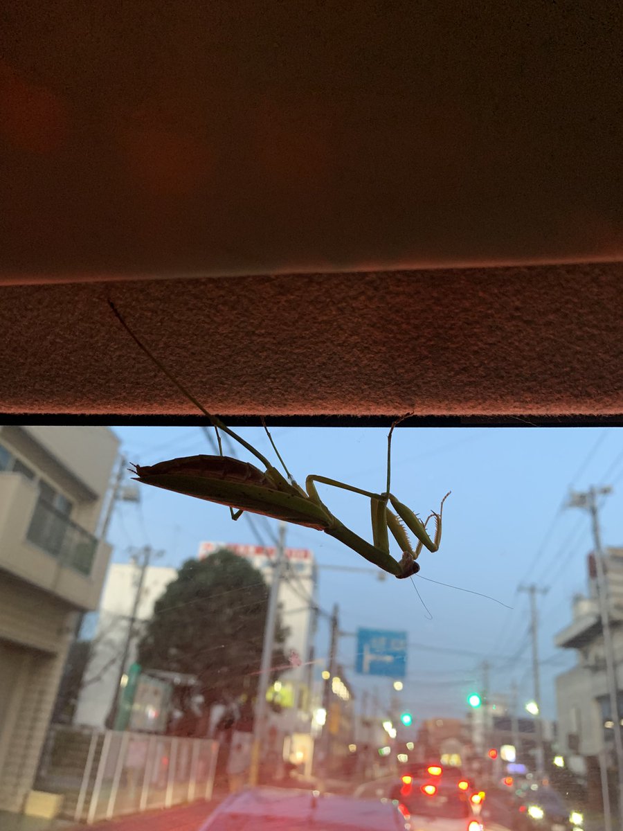 のぶちゃん様の専用ページ のぶちゃん on X