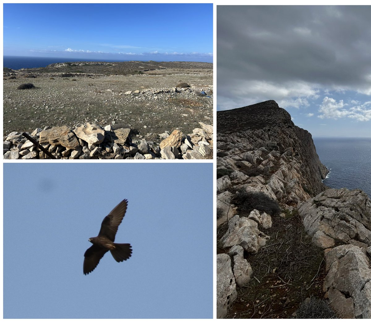 Graham White tweet media