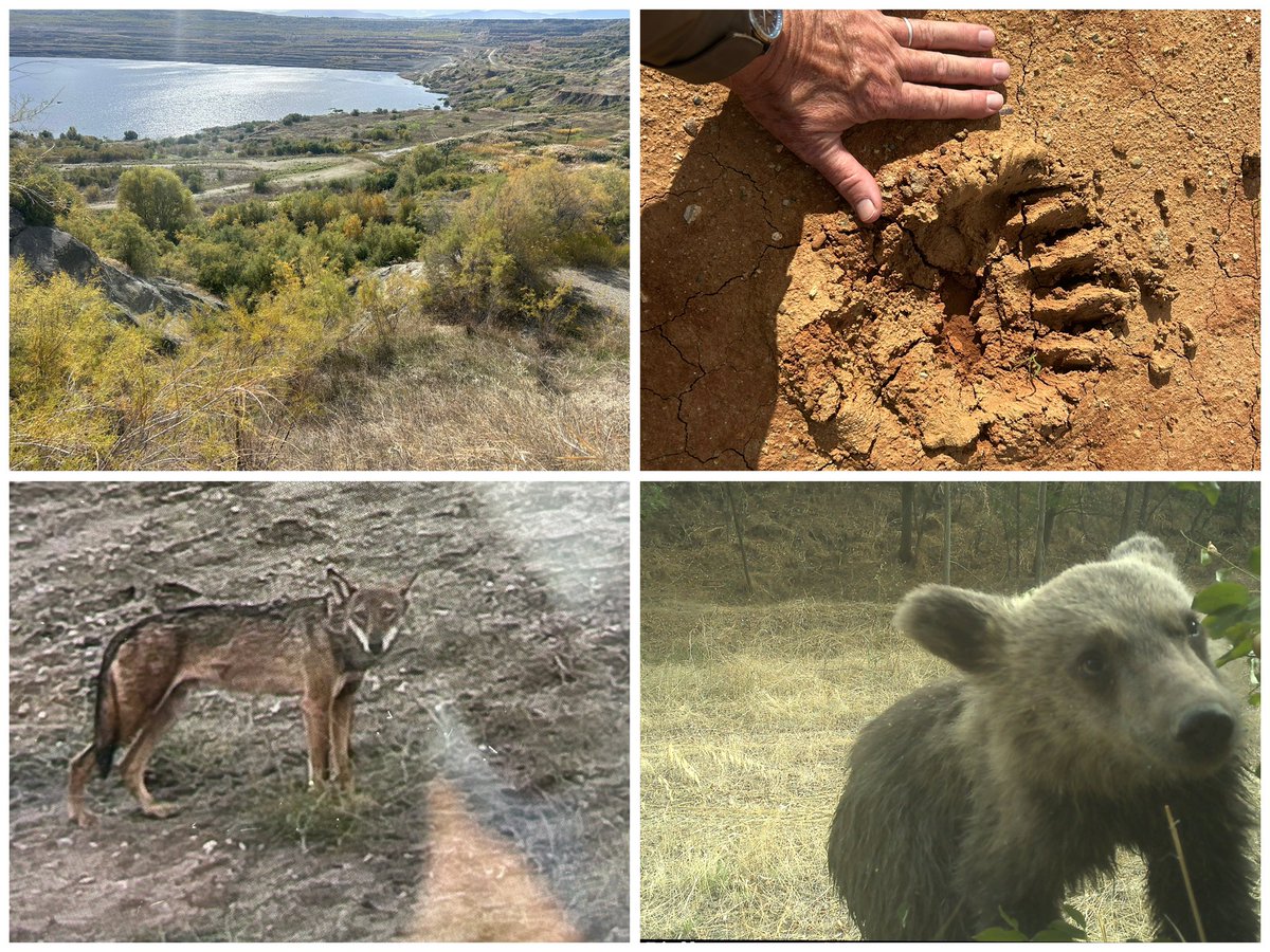 Graham White tweet media