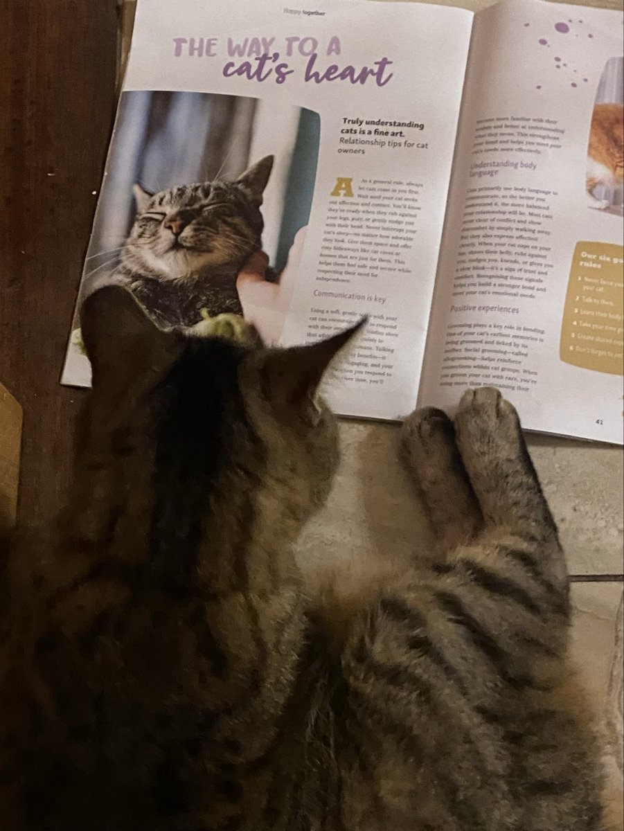 Raya engrossed in the  latest magazine. <a href="/MAXIZOOIRELAND/">MAXI ZOO IRELAND</a>