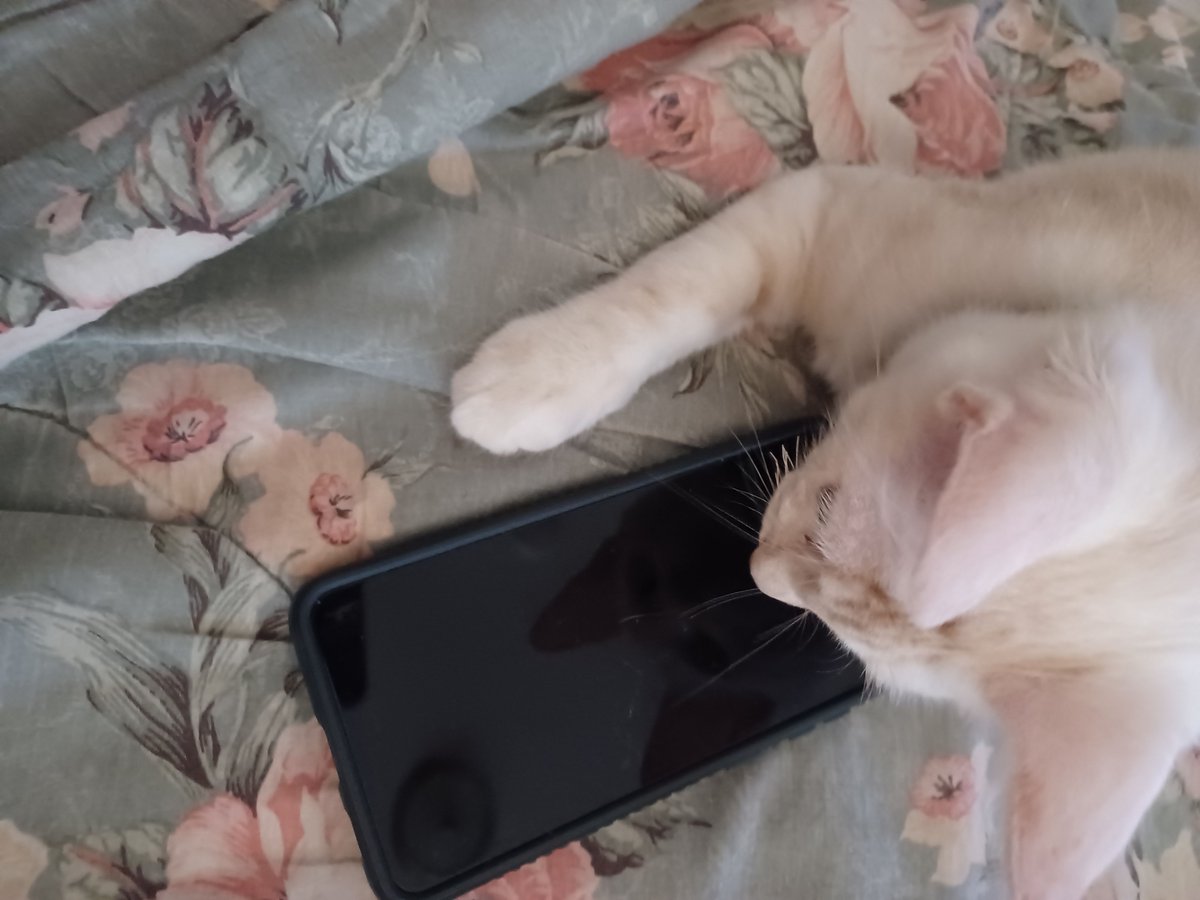 PawsativeF's tweet photo. ⏰ Don’t forget to set the clock back tonight—maybe all you need is that extra hour of rest. Your cat’s already mastered the art of slowing down. 🐾
https://t.co/mbLY2hEEwG

#PawsativeFinds #FallBack #CatWisdom #RestEasy https://t.co/cFxuryhJL7