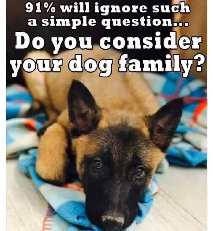 Dog Lovers tweet media