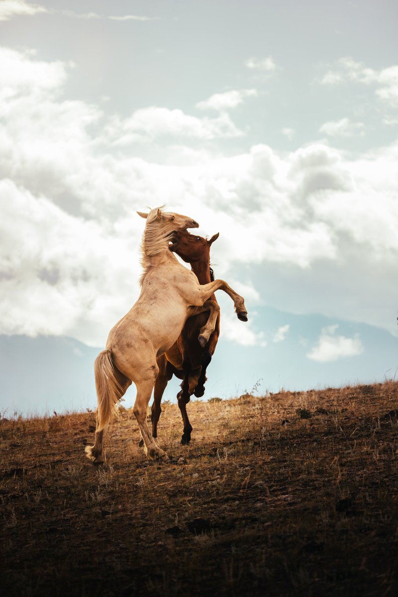 Gm ✨

Stay Wild

Part of ‘The In Betweens’— my Ninfa collection releasing on Nov 6th