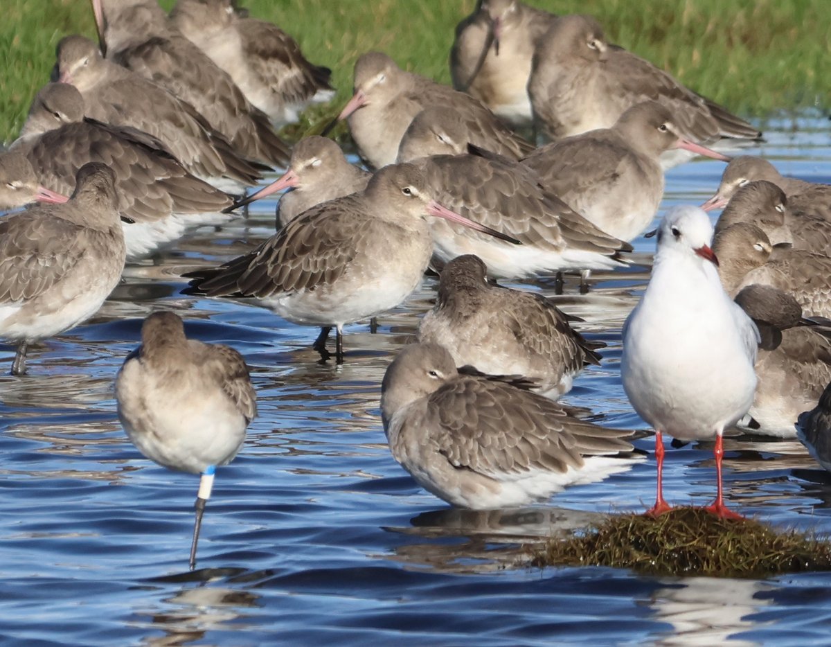 Richard T. Mills tweet media