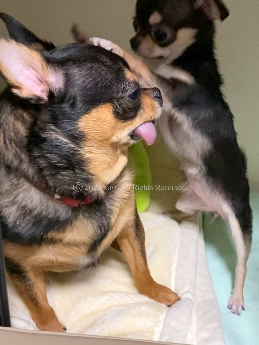 おちび、1.6kgで元気に2歳のお誕生日を迎えました。犬用ピザとワッフルでお祝い🍰🎈✨4枚目の写真は生後5ヶ月で我が家に来た初日の様子（ちびちび怪獣だった）。
Little Chubby turns 2 today!🎉She’s 1.6 kg and full of energy. The 4th photo shows the day she joined our family at 5 months old.