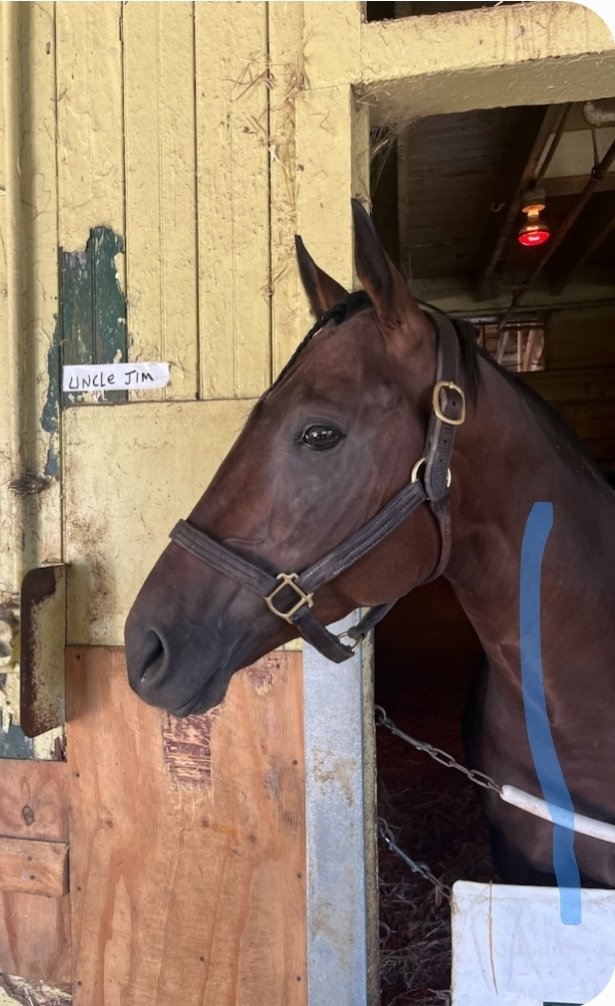 upbackracing's tweet image. While most eyes are on the Breeders’ Cup at Del Mar, we’re locked in at the Big A with UNCLE JIM in the 8th! He’ll break from the outside with @KendrickCarmou1 in the irons. Let’s go, UJ! 💪🐎💨