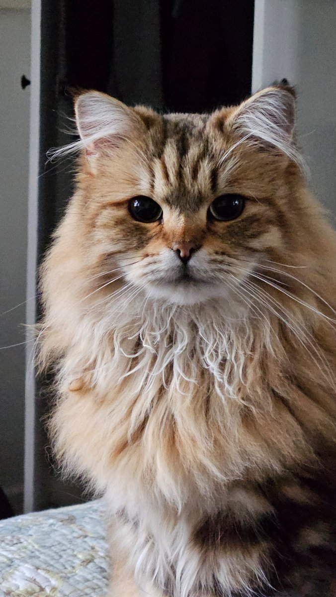 Happy Caturday!! I've been so incredibly busy. Hope you're all having a great day! ☺️