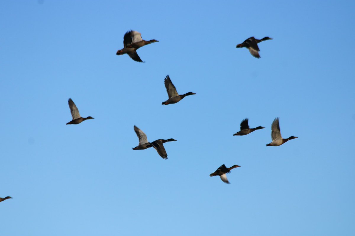 Et vive la sauvagine !!!!! ♥️.. belle soirée #chassepartage 🥰🥰🥰😘😘😘😘….