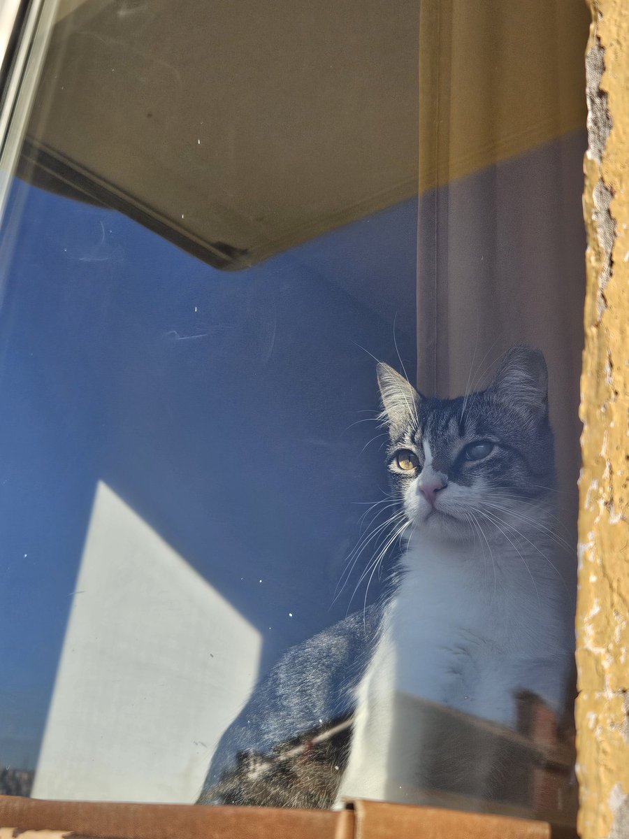 Yokluğumda annem yeni eve taşındı ben de artık yeni manzarama alışıyorum!