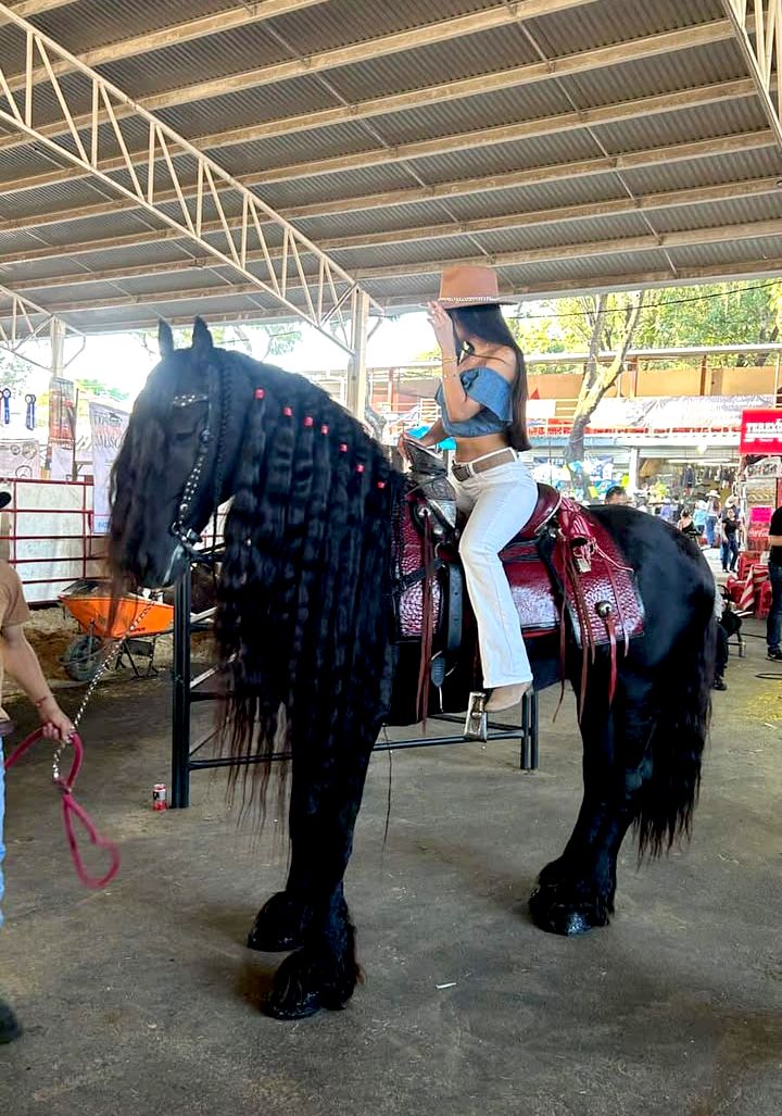 Hoy, podrán subirse a este gigante caballo frisón, ¡más alto que la torre del rancho! 😎💥 Vengan a sentir el poder de este increíble caballo, para tomarse la foto del recuerdo y presumir que dominaron al gigante. 📸