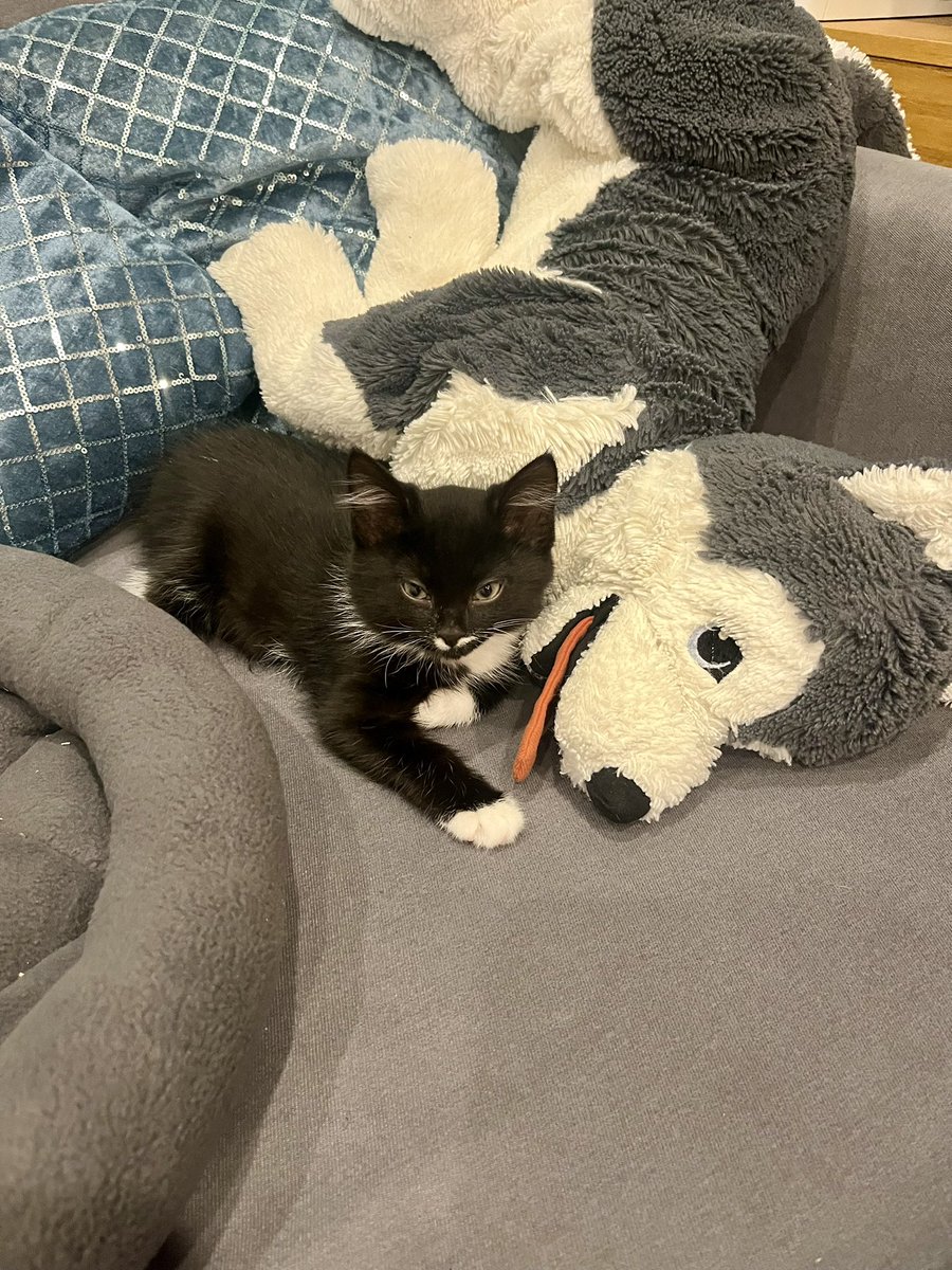 Šis mazulis atbrauca pie mums no kādas vietas pie Kuldīgas. Viņam ir 2 mēneši. Mīļš un aktīvs mazulis. Laipni lūgts, Pipars🧡