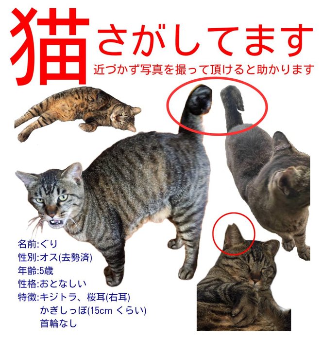 断捨離ねこ キタノ・イチマツ on X