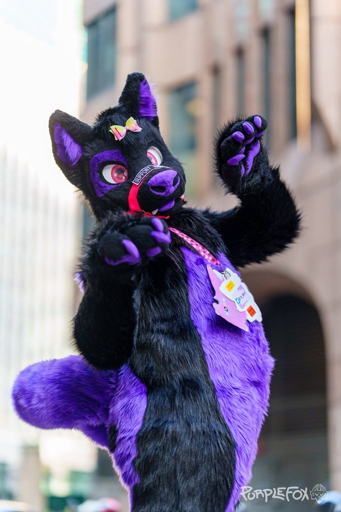 Who fed the dog too many treats 🙄 

No wonder I’m such a spoilt princess pup 💜🐾