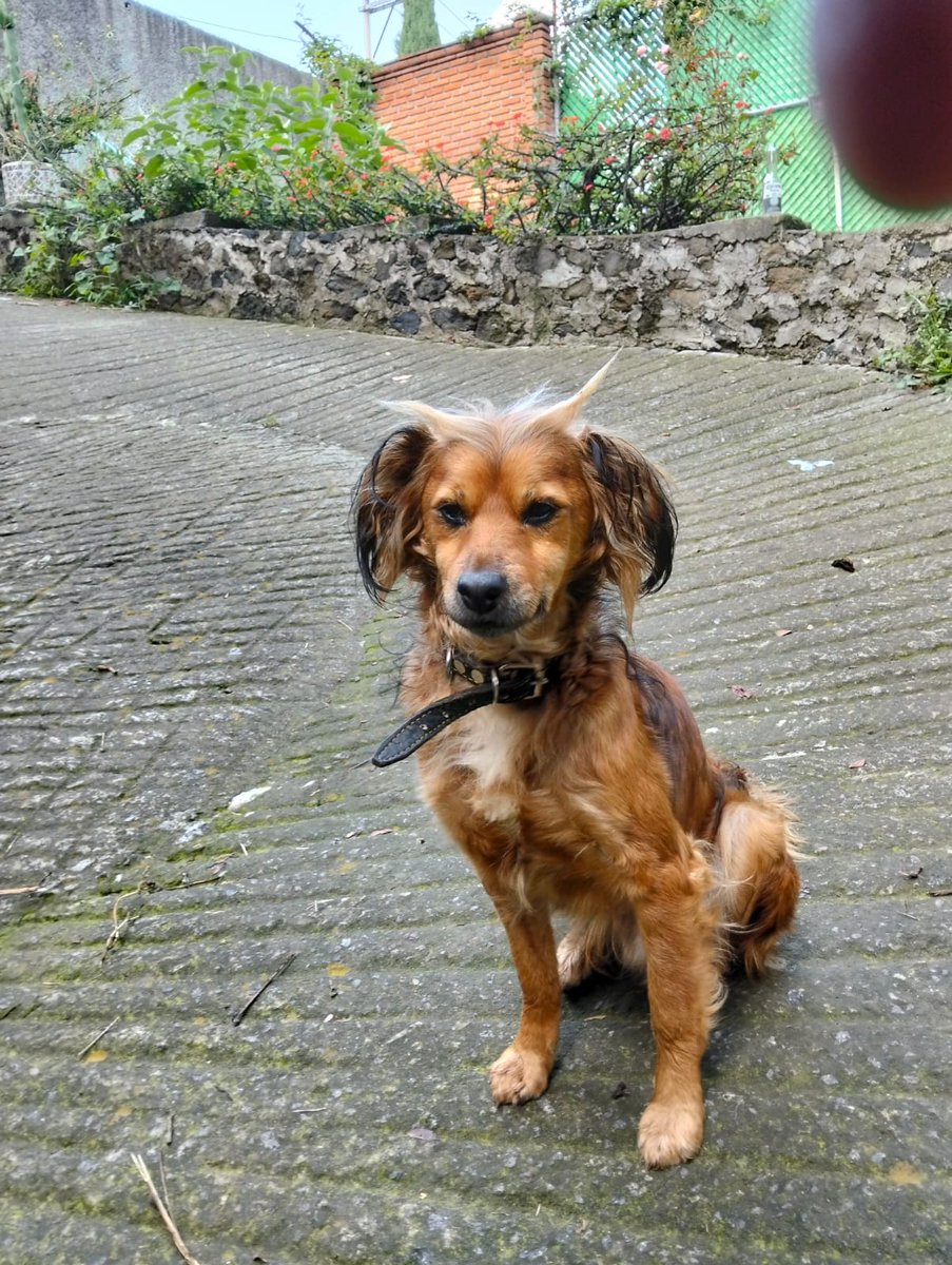 VIBRAmascotas's tweet photo. Amigos ayúdenos con Peluso por favor, necesita un hogar urgente :( 
Nadie pregunta por el ayúdenos compartiendo y etiquetando a todos sus amigos, por favor 🙏🏼 
2 años aprox, talla chica-mediana, protocolo completo de salud 
Wats 5548724347
#AdoptaNoCompres https://t.co/cd1C1ZKful