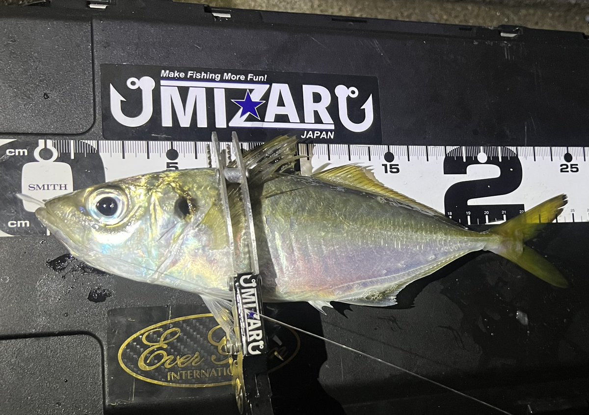 SHU様 確認用 5.8 catfish SHU様 確認用 5.8 catfish Catfish Fish