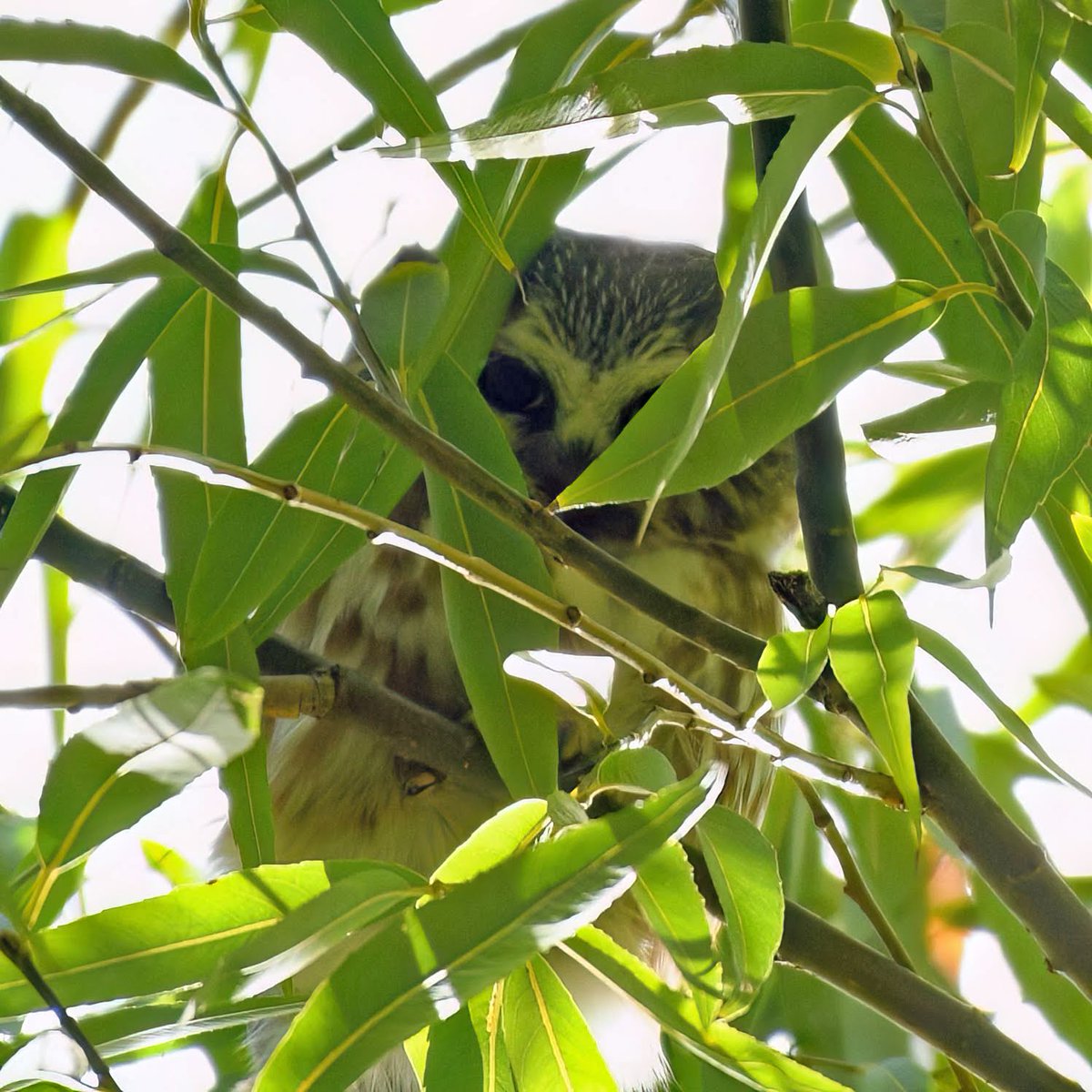 A Northern Saw-whet Owl rests high and mostly obstructed by the Central Park Pool this Saturday. 🦉 ❤️