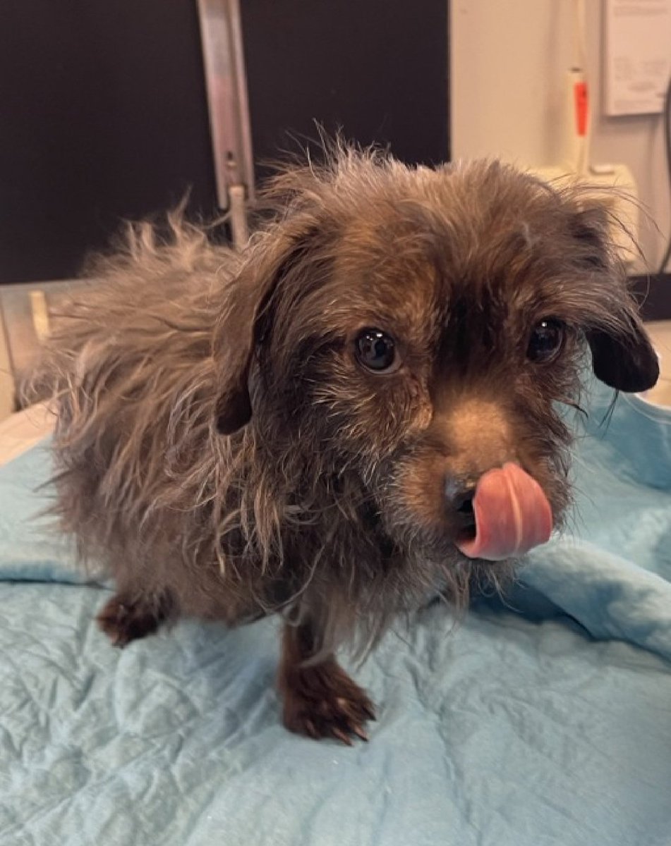 Good News!
Little Colby has been reserved by a New Hope Partner 🎉🥳

Please wait for freedom pics and info from <a href="/TAPNYACC/">TAPACC</a> to honor your pledges