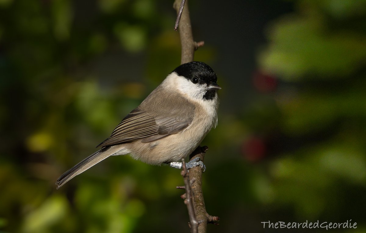 Rare bird locally and only my 2nd record of Marsh tit in Gateshead, this bird was rung in the summer at Far pastures NR and is still about.
<a href="/DurhamBirdClub/">Durham Bird Club</a> 
<a href="/BirdGuides/">BirdGuides</a>