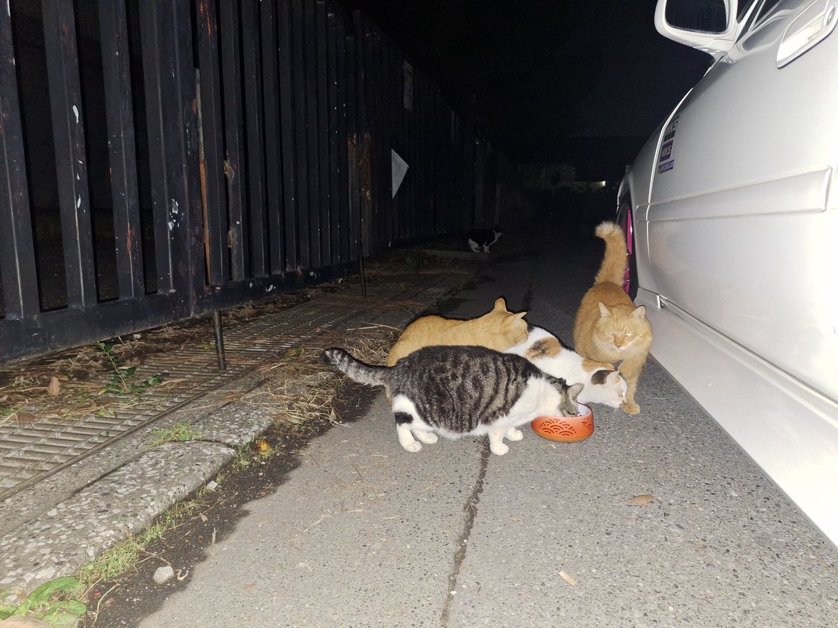 猫さん たかのっち🐈‍⬛/WEZARD/JZX100 on X