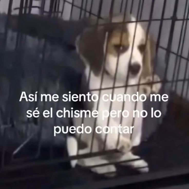 Animalitos en aprietos. tweet media