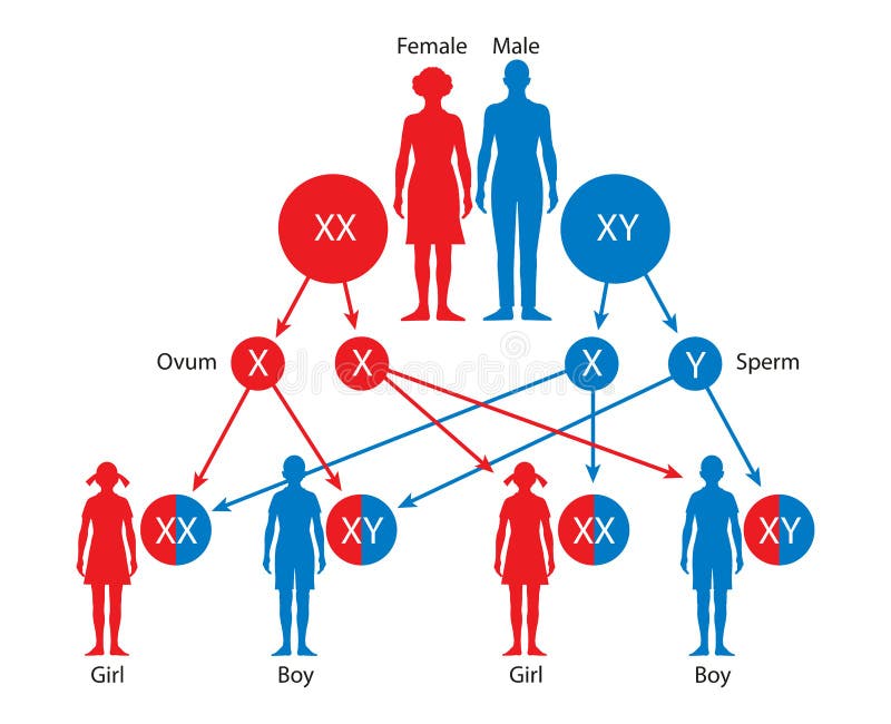 delin1999's tweet photo. @HelenWebberley Dr, then the concept explained in this picture is wrong?
In my entire med school classes, they say this one as proven fact. Care to explain this one, please? https://t.co/M7UC0aIWdm