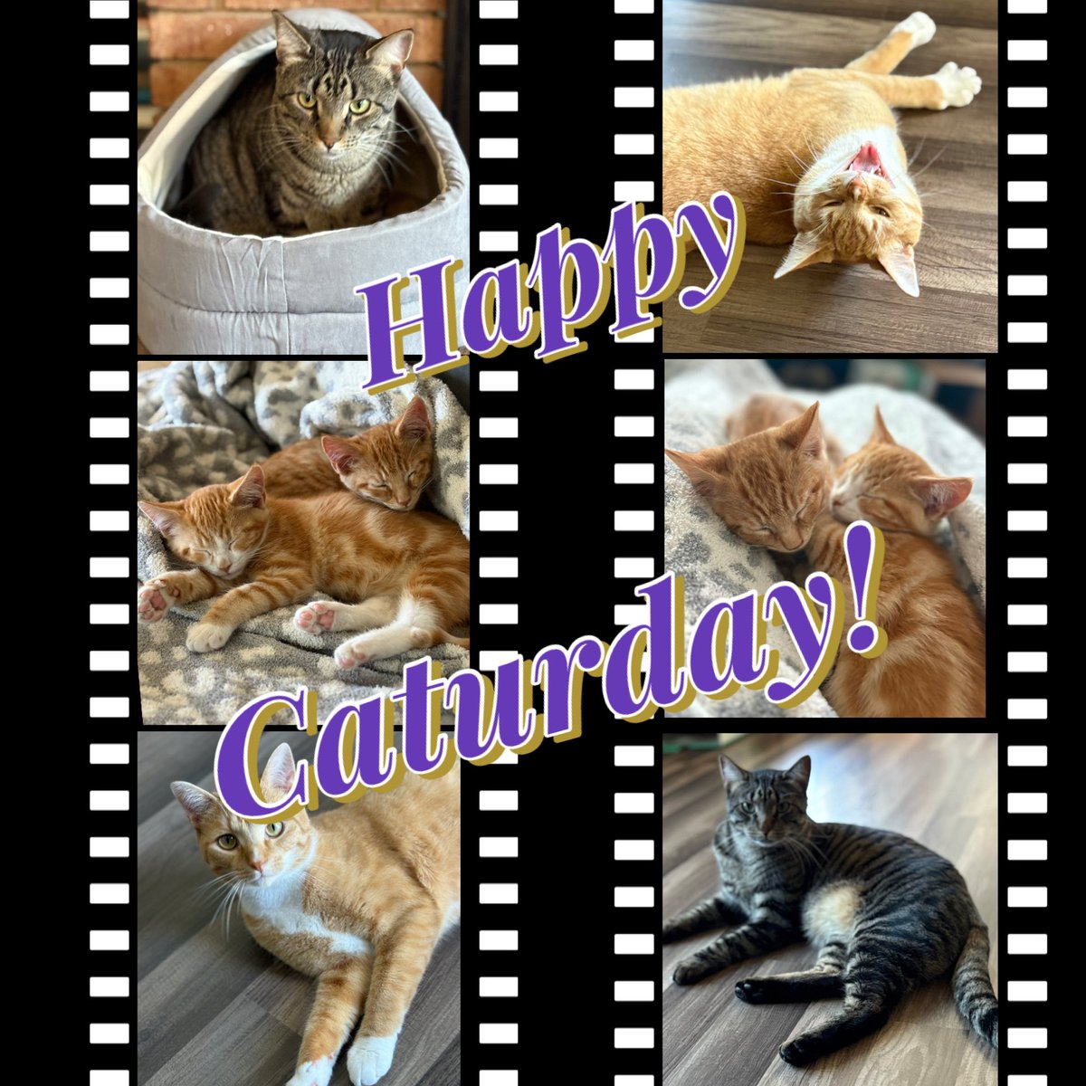 🌺 Kitty 🇺🇸 tweet media