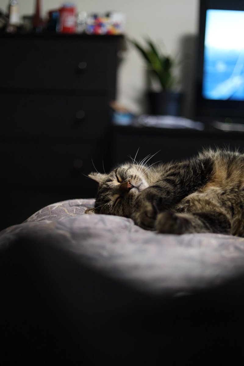 Pawtomatic's tweet photo. Saturday Vibe. #Caturday #CatsOfTwitter https://t.co/RMQSOueCN1