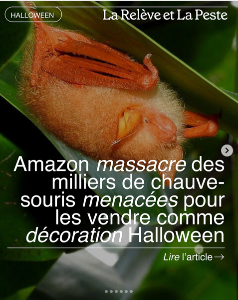 ChasseAbolition's tweet photo. https://t.co/tFTioGRYVY
Le #muscardin volant est une chauve-souris exceptionnelle dans le monde animal. D’un orange vif et velu, avec des ailes qui rappellent celles du papillon monarque, spécimen remarquable des Chiroptères. Seulement, la beauté peut être une malédiction. https://t.co/68dCpOKMFB