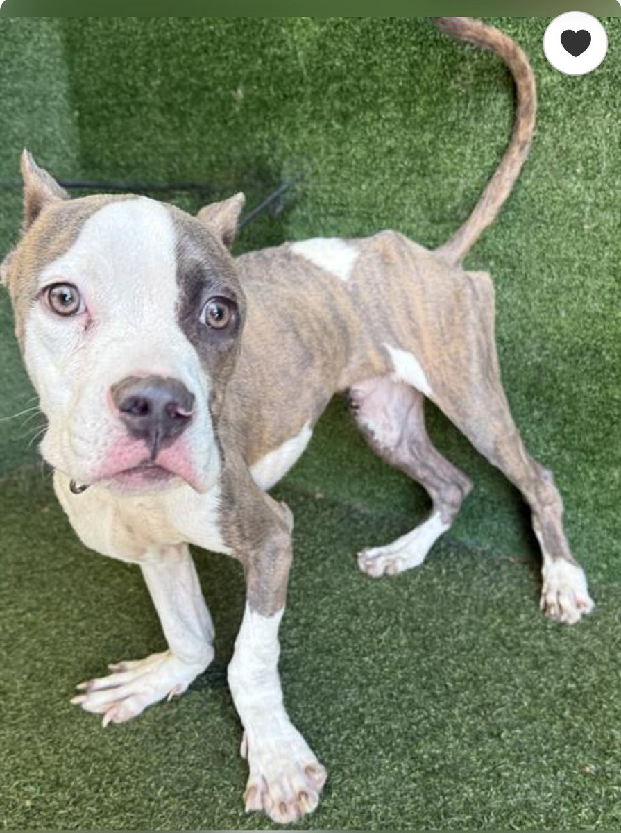 🆘🐾🆘 NOAH, the emaciated 2 yo, is still at Lancaster CA ACC, despite his Instagram post going viral. ZERO offers to foster😞 If you can commit to giving him a home for at least 4 months, no cost 2 u, please reply here🙏 He has rescue interest.
#A5734862 info⬇