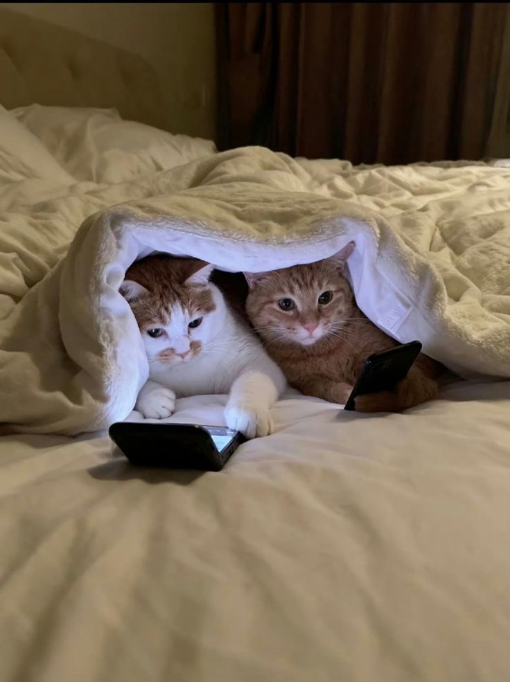 nekocatts's tweet image. Me every night