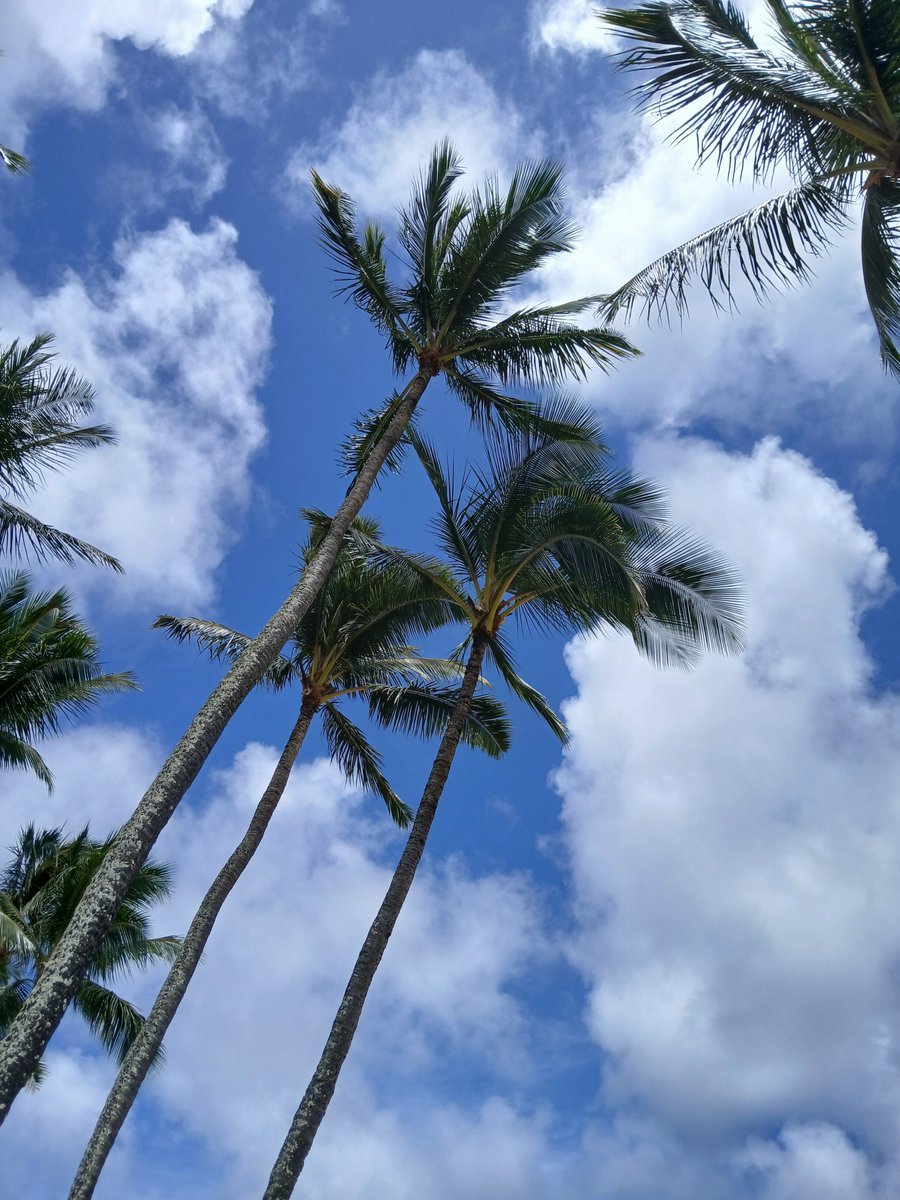 Sunday 2 November 
 
Today’s Daily Picture Theme is ‘Contributor's Choice: Skies'  

RT or reply with your own photo  
 
Tomorrow’s theme will be ‘Colourful'

 #DailyPictureTheme #Skies  Beautiful blue skies beyond the palm trees!
