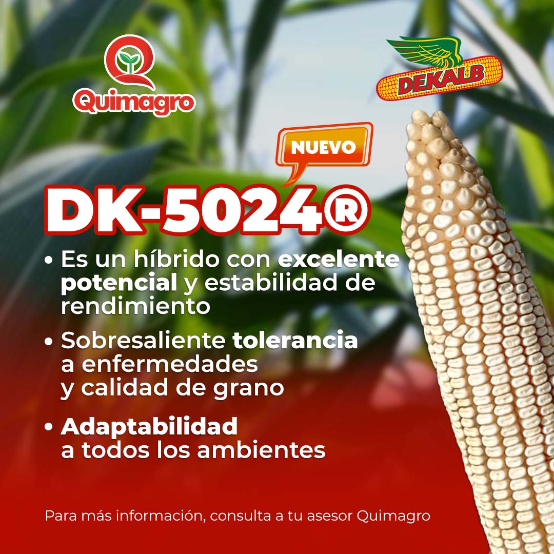 quimagromx's tweet photo. Excelente potencial de rendimiento y adaptabilidad a todos los ambientes con el nuevo híbrido de maíz DK-5024® 🌽✨ Para mayor información, consulta a tu asesor #Quimagro más cercano 👨‍🌾 @BayerenMexico https://t.co/anKn208c4A