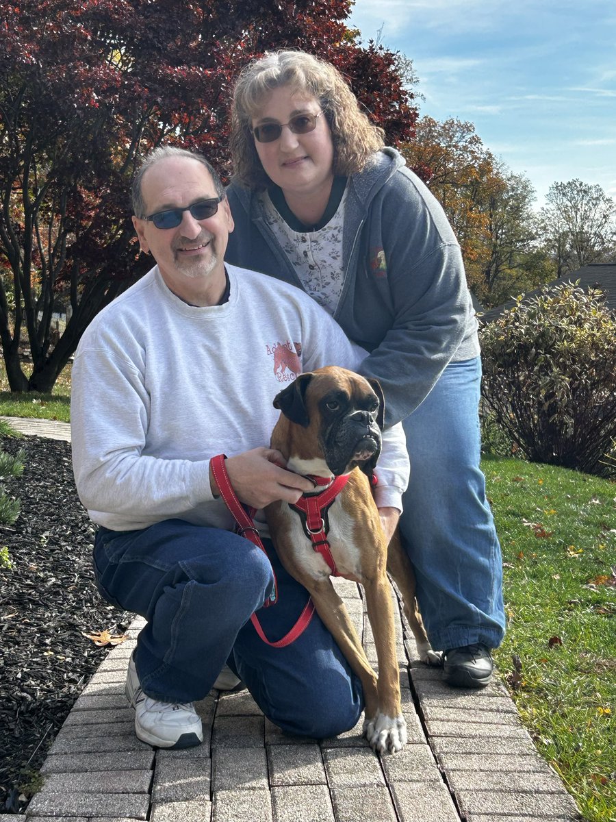 Happy adoption day Silas. You will be loved. Your new #family has adopted multiple dogs from us. Silas came up from AR . He was surrendered by a breeder who moved. Happy life good boy. #boxerdogs #petsarefamily #rescuedogs #dogsofx #boxerlife #fawnboxers #afostersavedmylife #dog