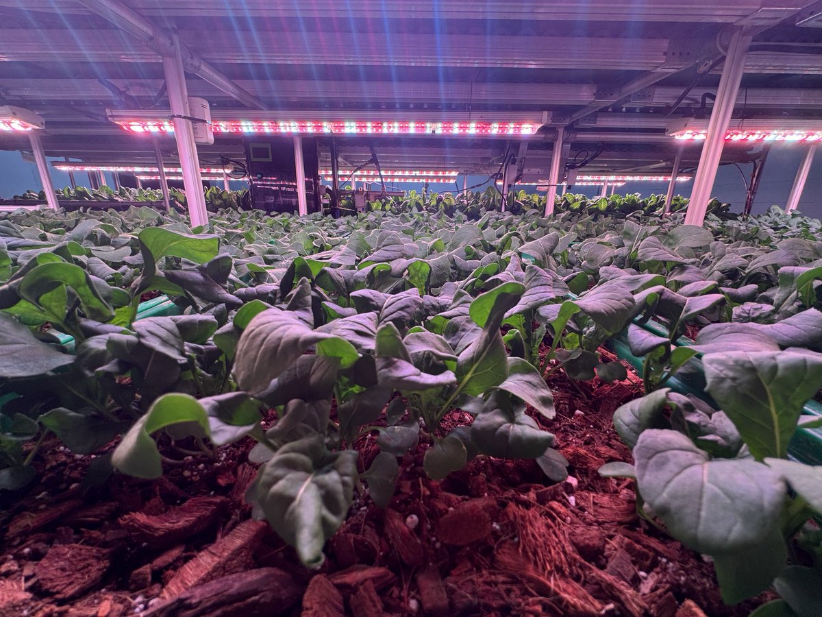 Alexis Ohanian 🗽 tweet media