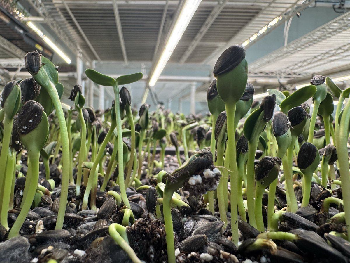 Alexis Ohanian 🗽 tweet media